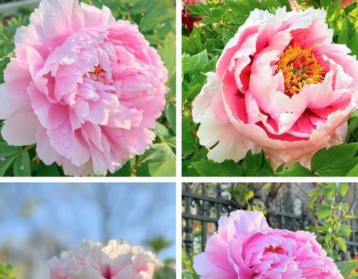 狮山牡丹花什么时开花？如何判断最佳观赏期？