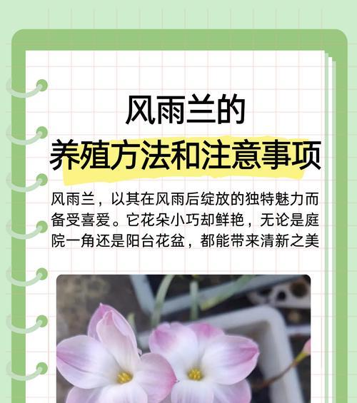 玫瑰花的养护要点是什么？怎样才能养出美丽的花朵？