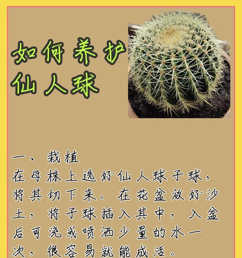 红太狼仙人球的养殖方法？如何保持其健康生长？