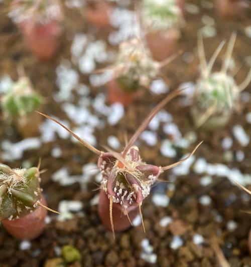 圆球仙人掌种植技巧有哪些？
