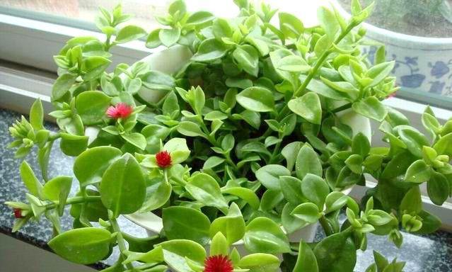白牡丹花包花的养护管理技巧？