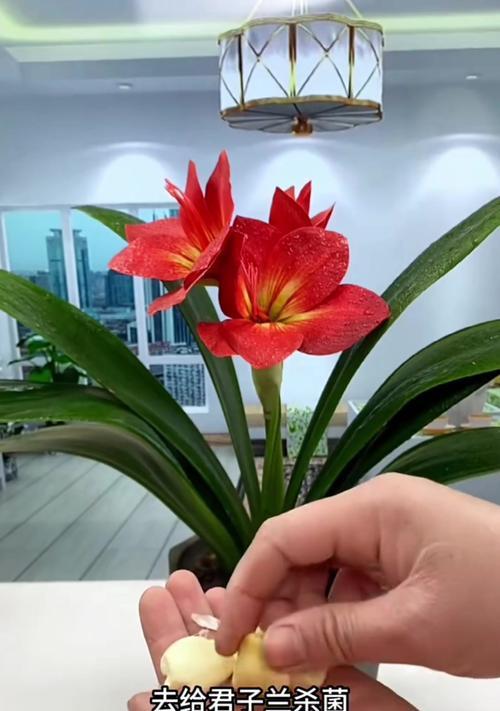 冬天君子兰换土浇水需要注意什么？如何正确浇水？