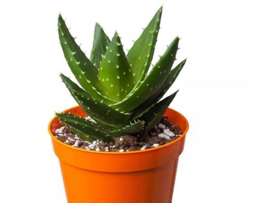 小仙人掌的盆栽种植方法是什么？有哪些注意事项？