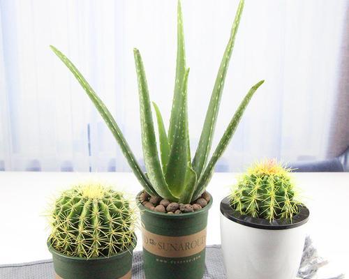 小仙人掌的盆栽种植方法是什么？有哪些注意事项？
