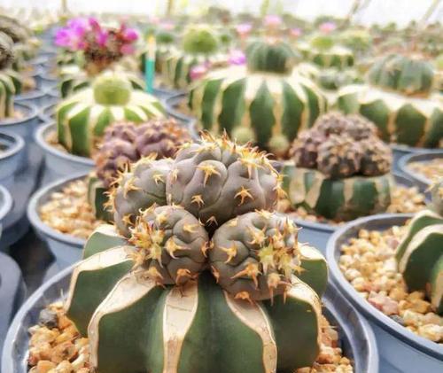圆形仙人掌开花的养殖方法是什么？