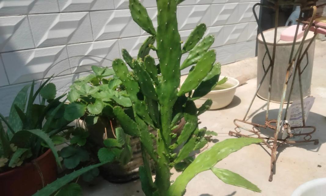 圆形仙人掌开花的养殖方法是什么？