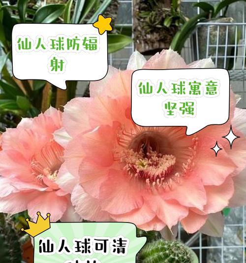 刚收到的仙人球如何正确养护？