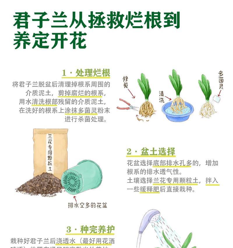 元葱水可以用来浇君子兰吗？如何正确浇灌？