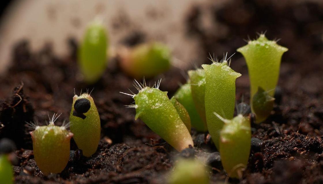 仙人球种子苗怎么养？发芽后如何照料？