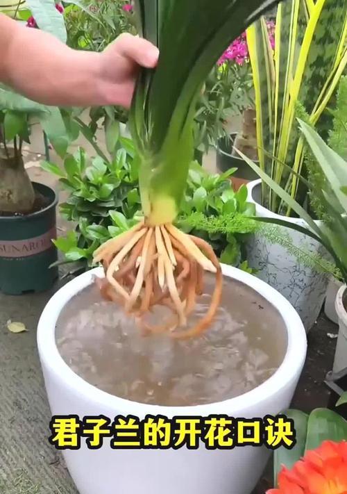 君子兰几年能长出花芽？如何养护？