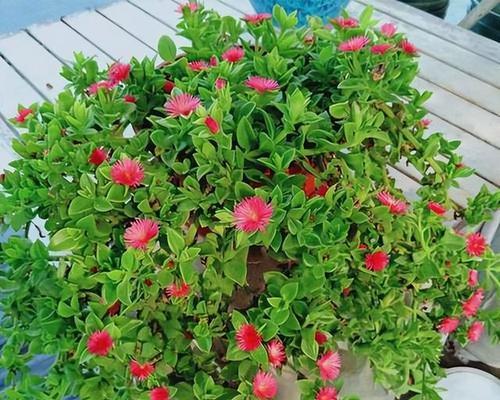 牡丹花在秋季应该如何养殖？