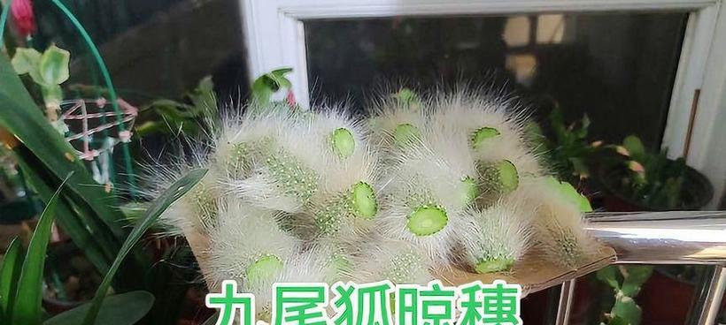 仙人掌扦插容易吗？扦插后如何养护？