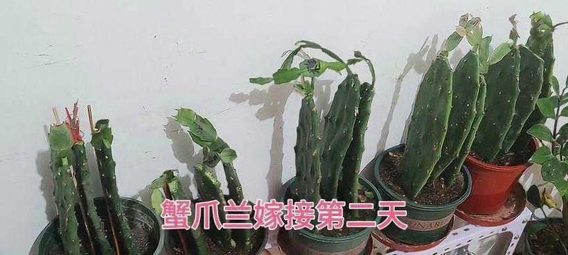 仙人掌扦插容易吗？扦插后如何养护？