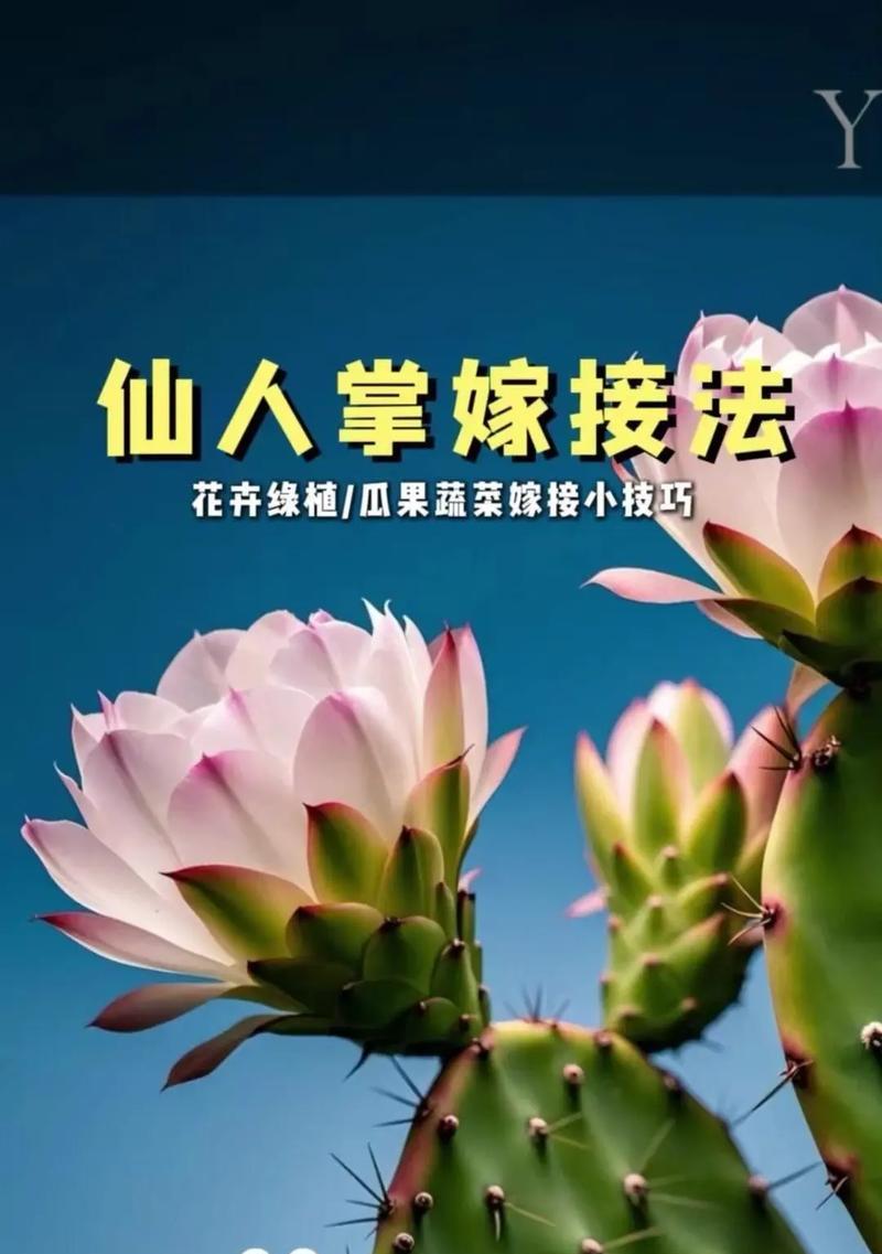 仙人掌扦插容易吗？扦插后如何养护？