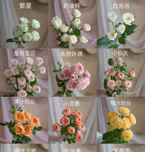 哪些玫瑰花品种最有功底？如何识别它们？