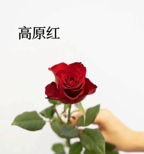 哪些玫瑰花品种最有功底？如何识别它们？