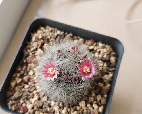 迎客仙人球苗种植有哪些技巧？