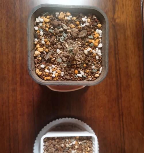 迎客仙人球苗种植有哪些技巧？