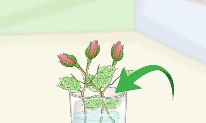 玫瑰花插枝如何操作？怎样保证玫瑰花的成活率？