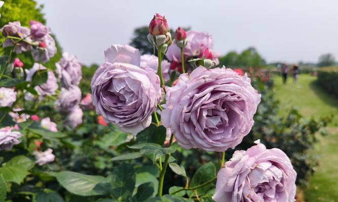 水培玫瑰花需要多少温度？温度不适宜会怎样？