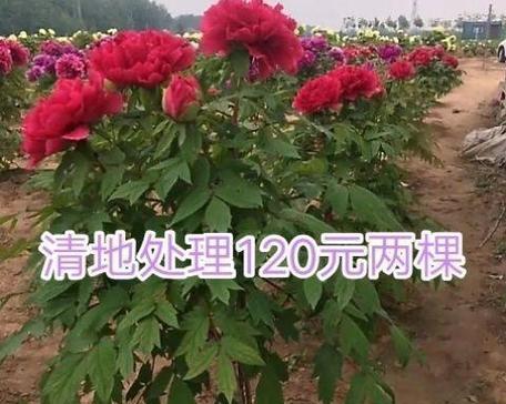 牡丹花的最佳栽种方法是什么？怎样栽种才能长得好？