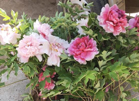 牡丹花的最佳栽种方法是什么？怎样栽种才能长得好？
