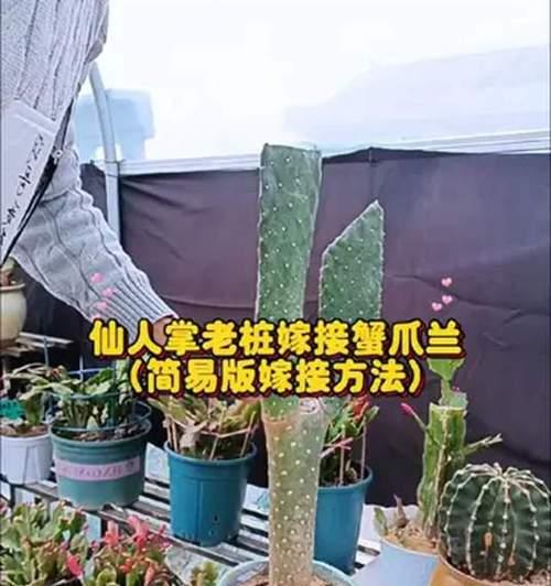 毛天柱仙人球嫁接蟹爪兰的方法？