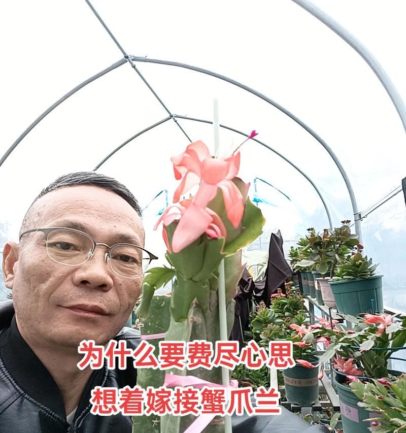毛天柱仙人球嫁接蟹爪兰的方法？