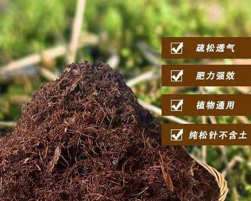 纯松针土养君子兰好吗？如何正确养护？