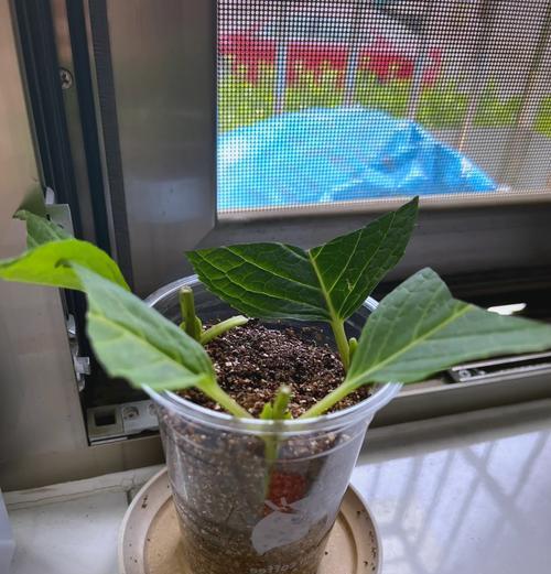 冬天扦插仙人球花的正确步骤是什么？