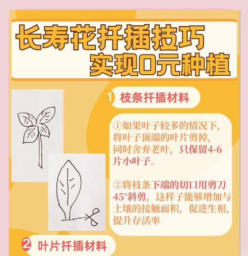 冬天扦插仙人球花的正确步骤是什么？