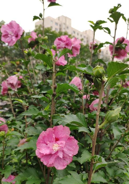木槿花有几种颜色？一般开什么颜色的花？