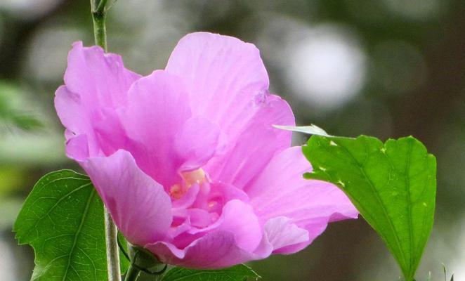 木槿花别名有哪些？木槿花的其他称呼是什么？