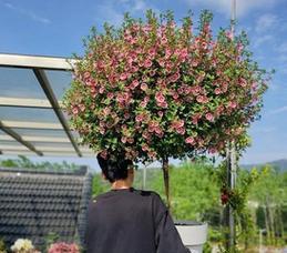 木槿花修剪方法是什么？如何正确修剪木槿花？