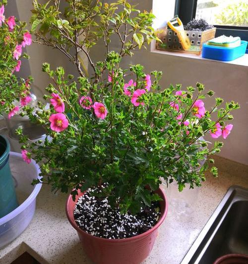 木槿花修剪方法是什么？如何正确修剪木槿花？