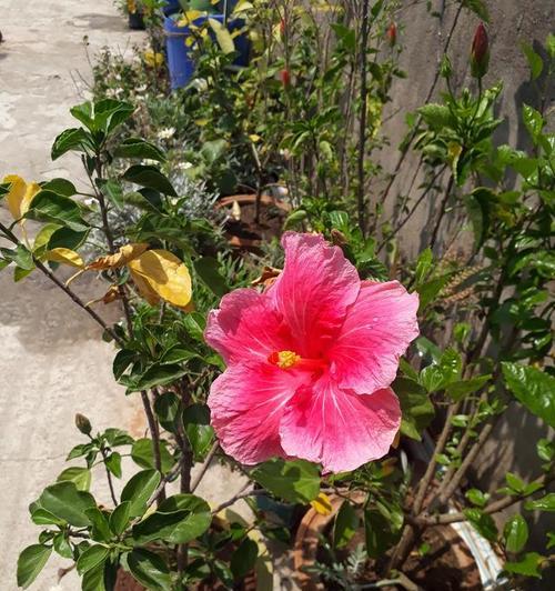 木槿花在家庭中如何养护？常见问题有哪些？