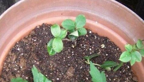 木槿花扦插成活率高有什么秘诀？步骤和注意事项是什么？