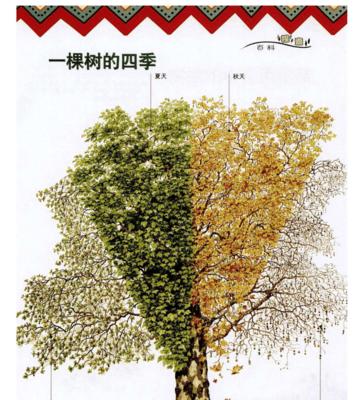 木槿浇水频率如何根据季节调整？春夏秋冬浇水指南是什么？