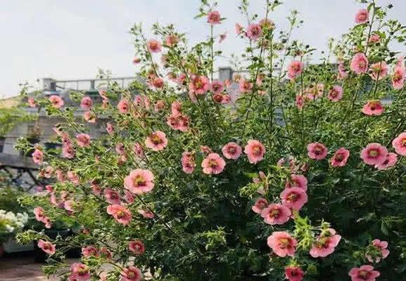木槿浇水频率如何根据季节调整？春夏秋冬浇水指南是什么？