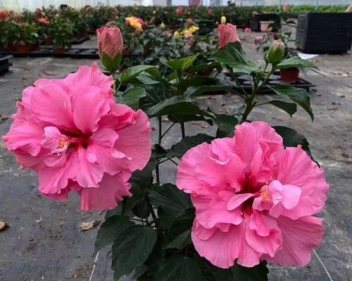 木槿浇水频率如何根据季节调整？春夏秋冬浇水指南是什么？