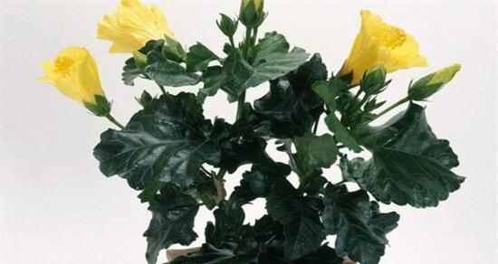 木槿浇水的最佳时间是什么时候？如何正确进行浇水？