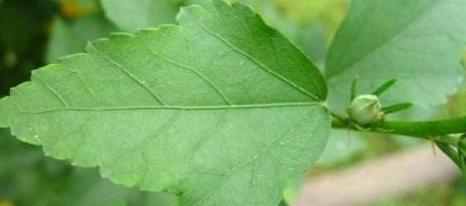 木槿发芽长叶的时间是什么时候？如何促进木槿快速发芽？