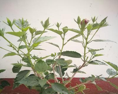 木槿发芽长叶的时间是什么时候？如何促进木槿快速发芽？