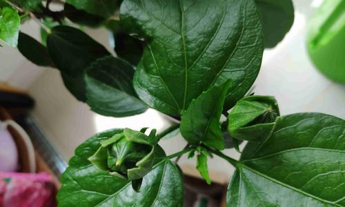 木槿发芽长叶的时间是什么时候？如何促进木槿快速发芽？
