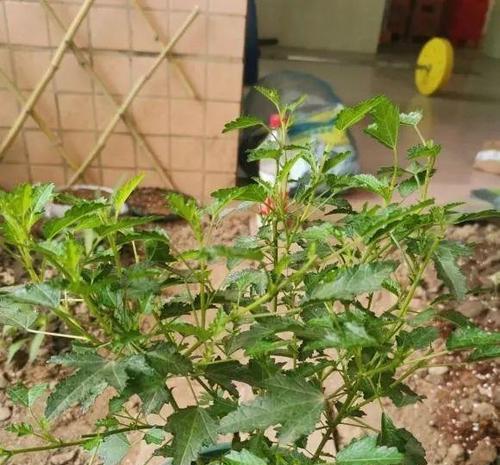 木槿最佳剪枝时间是什么时候？剪枝后如何促进开花？