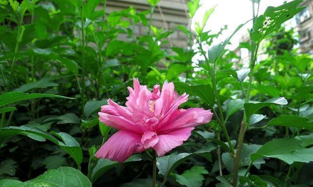 木槿开花时间是几月份？如何判断木槿的开花季节？
