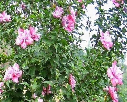 木槿属于什么植物类别？它是乔木还是灌木？