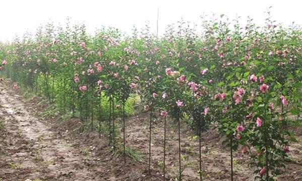 木槿属于什么植物类别？它是乔木还是灌木？