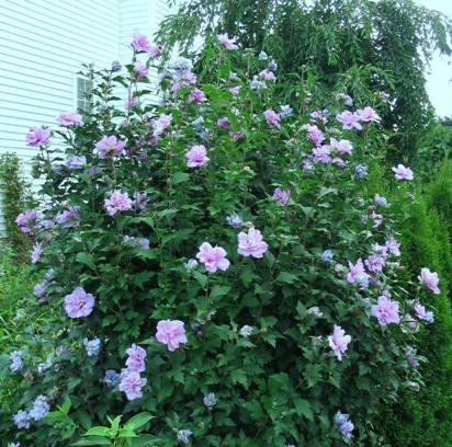木槿属于什么植物类别？它是乔木还是灌木？
