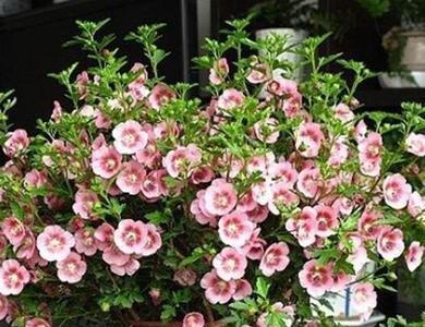 木槿适合大盆还是小盆？如何选择合适的花盆尺寸？